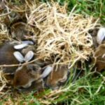 Baby bunnies... Baby bunnies uncovered by rain storm