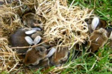 Baby bunnies... Baby bunnies uncovered by rain storm