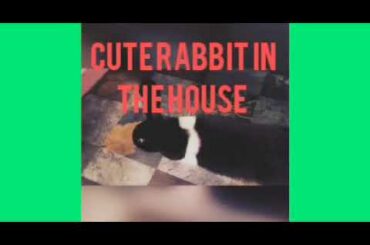 My cute rabbit in the house