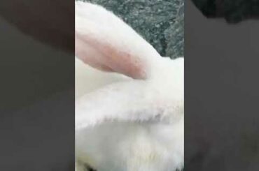 Baby Rabbit And Big Bunny | The Natural Beauty Cute Rabbit Eating Bunny Small Baby | BUNNY MASTER