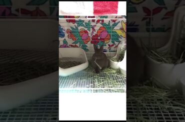 【ちょこ🐰】うさぎの演奏 Cute baby bunny かわいいうさぎの赤ちゃん #10