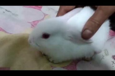 Lovely rabbit ♥️♥️😘||