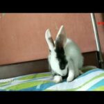 baby bunny Eating her own poop
