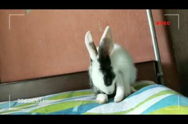 baby bunny Eating her own poop