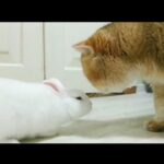 Rabbit Are playing with Cats | Rabbit playing | Cats and Baby rabbits are playing together | Cats ||