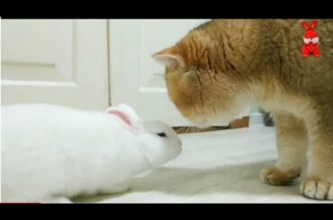 Rabbit Are playing with Cats | Rabbit playing | Cats and Baby rabbits are playing together | Cats ||