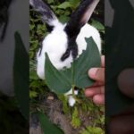 Rabbit eating leaves my cute bunny