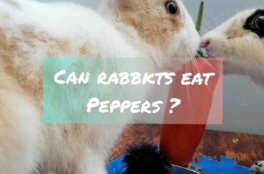 can rabbits eat peppers ?