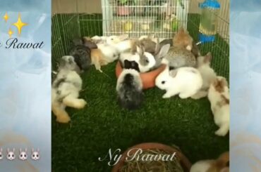 Rabbit Pictures of Baby Bunnies