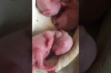 Baby rabbit dreaming in REM sleep #cute #bunnies