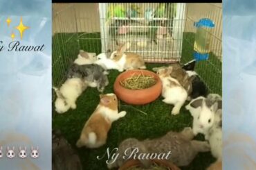 Baby Rabbit Can you touch a baby 🐇