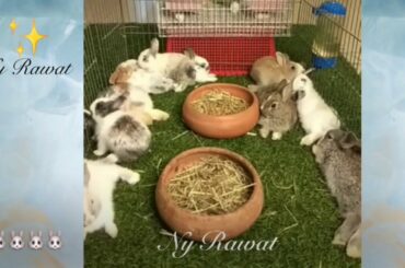 Baby bunny life cycle Baby rabbit stages pictures