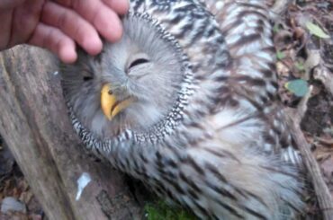 15 Cutest Baby Animals You Need to Pet