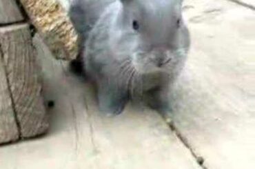 Fluffy Grey Bunny