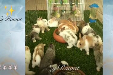 Baby Rabbit# What do baby bunnies eat🐇
