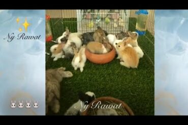 Baby Rabbit pictures of baby rabbits week 🐇🐇