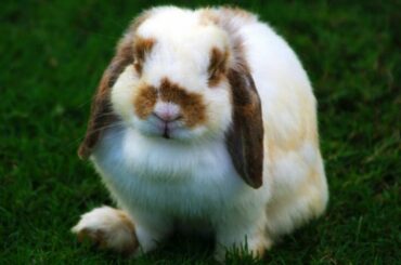 Cutest Holland Lop Bunnies - Baby Rabbits Having Fun