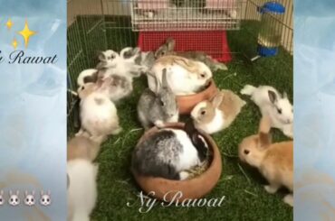 Baby Rabbit# When can you touch a baby rabbit 🐇