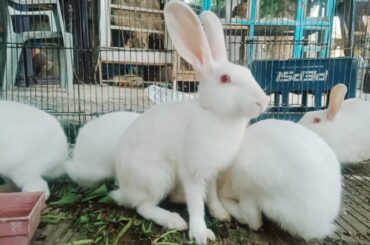 Baby Bunny Rabbit Vedio Clip / Cute Rabbit