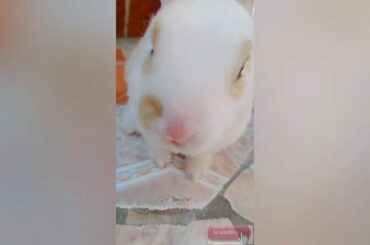 the cutest  baby bunny Pepe 🐰😍