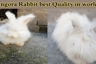 Angora Rabbit best Quality in world