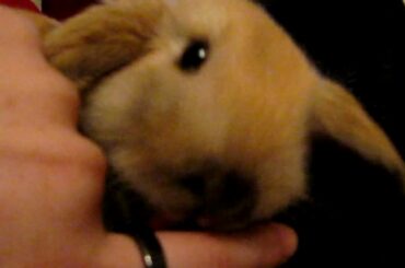 Baby Bunny Maru Loves Licking Me :)