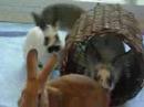 Rescued Baby Bunnies - We Need A Home