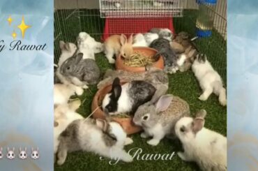 How can you tell how old a baby bunny is video 2020
