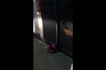 girl saving a baby rabbit