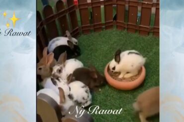 Cute little bunny# What is the cutest type of bunny