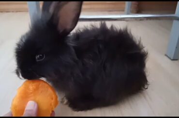 Baby Rabbit eating Mango