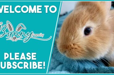 Cute Baby Bunnies - Welcome to The Bunny Family - Follow our Adventures!