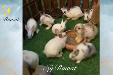 What do baby bunnies look like when they're born video 2020