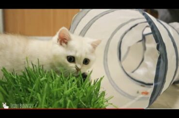 Bunny are playing With Cato | Baby rabbits playing with Kittens | Baby Cat And Rabbits ||