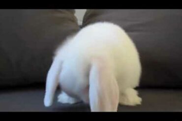 Cute baby Bunny washing her face