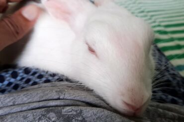 Baby bunny sleepy on my lap after gentle massage!