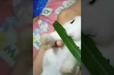 Cute baby rabbit (eating grass)