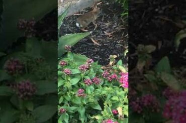 Baby bunny 🐰😍