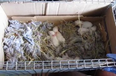 Rabbit Update 4/14/13 - Sugar's 6 Day Old Kits
