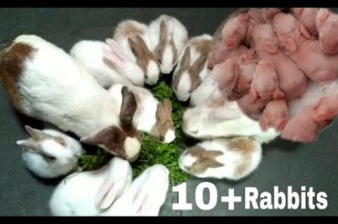 WOW! Rabbit Gives Birth to 10 baby Bunnies at a time || VB Creations