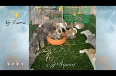 Raising rabbits is my happiness Rabbits are the smartest and cutest animals.