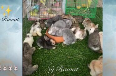 Rabbit# How can you tell how old a baby rabbit is