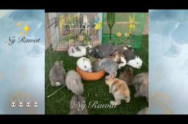 Rabbit# How can you tell how old a baby rabbit is