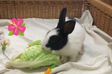 Funny and Cute Baby Bunny Rabbit 🐇 B