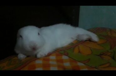 Cute little baby bunny is feeling very sleepy....😚😚😚💕💕