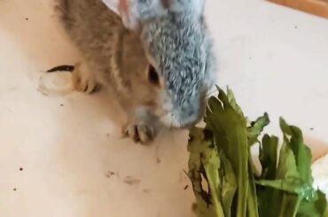 MY CUTE PET BABY BUNNY EATING PALAK