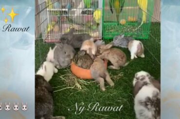 Rabbit# What Colour are baby rabbits when born