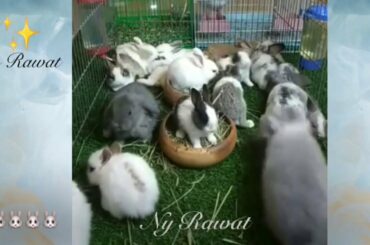 Newly raised rabbits are really beautiful and very cute.🐇🐇