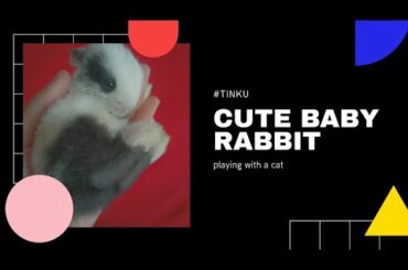 Baby Rabbit playing with Cat #tinku #playing #2020