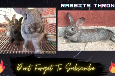 Happy American Chinchilla Rabbits Playing, Jumping, And Relaxing - Cute Rabbit Videos - Animal Video